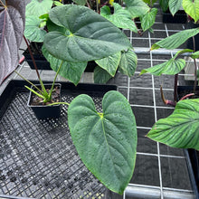 Load image into Gallery viewer, Anthurium Moodeanum, Exact Plant Ships Nationwide
