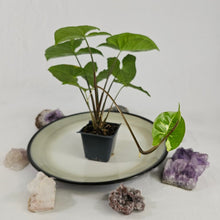 Load image into Gallery viewer, Syngonium Panda, Exact Plant Variegated Ships Nationwide
