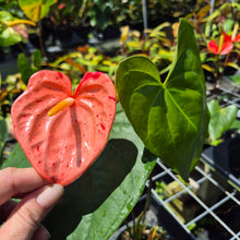 Load image into Gallery viewer, Anthurium Shibori Koi "orange speckled" exact plant, Fedex 2day*
