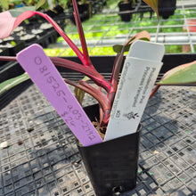 Load image into Gallery viewer, Philodendron Pink Princess Variegated exact plant, Fedex 2day*
