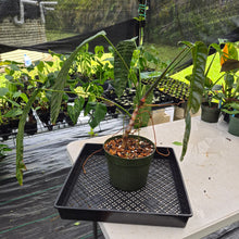 Load image into Gallery viewer, Philodendron Patriciae exact plant, Fedex 2day
