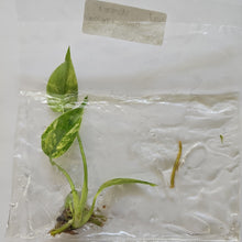 Load image into Gallery viewer, Monstera Deliciosa Marilyn variegated tissue culture 2DayAir

