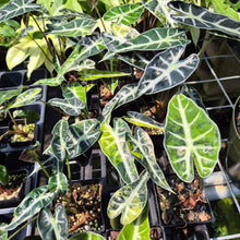 Load image into Gallery viewer, Alocasia Bambino Aurea Variegated 2.5" pot, Fedex 2day*
