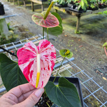 Load image into Gallery viewer, Anthurium Shibori, Exact Plant Variegated
