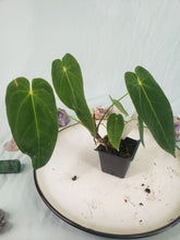 Load image into Gallery viewer, Angamarcanum, Exact Plant, Anthurium
