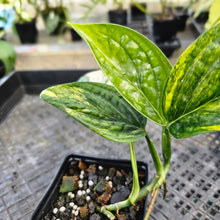 Load image into Gallery viewer, Monstera Peru &quot;Karstenianum&quot;, Exact Plant Variegated Ships Nationwide
