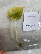 Load image into Gallery viewer, Alocasia Azlanii Aurea variegated tissue culture 2DayAir
