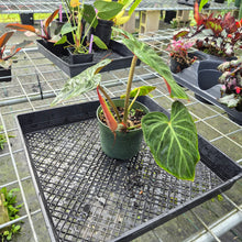 Load image into Gallery viewer, Philodendron Verrucosum Amazon Sunset, Exact Plant
