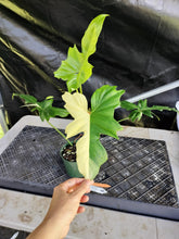 Load image into Gallery viewer, Philodendron Golden Dragon, Exact Plant Variegated Ships Nationwide
