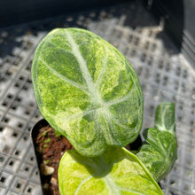 Load image into Gallery viewer, Alocasia Ninja Tricolor Black Velvet, Exact Plant Variegated Ships Nationwide

