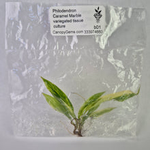 Load image into Gallery viewer, Philodendron Caramel Marble variegated tissue culture 2DayAir
