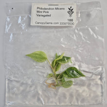 Load image into Gallery viewer, Philodendron Micans Mint Pink Variegated tissue culture 2DayAir

