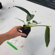 Load image into Gallery viewer, Philodendron Patriciae, Exact Plant Ships Nationwide
