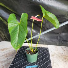 Load image into Gallery viewer, Anthurium Shibori, Exact Plant Variegated Ships Nationwide

