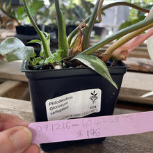 Load image into Gallery viewer, Philodendron Gloriosum variegated type 2, exact plant, Fedex 2day*
