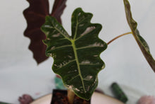 Load image into Gallery viewer, Alocasia Pseudosanderiana Exact Plant
