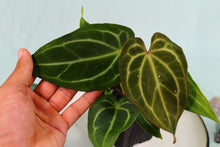 Load image into Gallery viewer, Anthurium Magnificum x Crystallinum exact plant, ships nationwide
