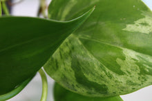 Load image into Gallery viewer, Variegated Philodendron Hederaceum Heart leaf Multi pot exact plant, ships nationwide
