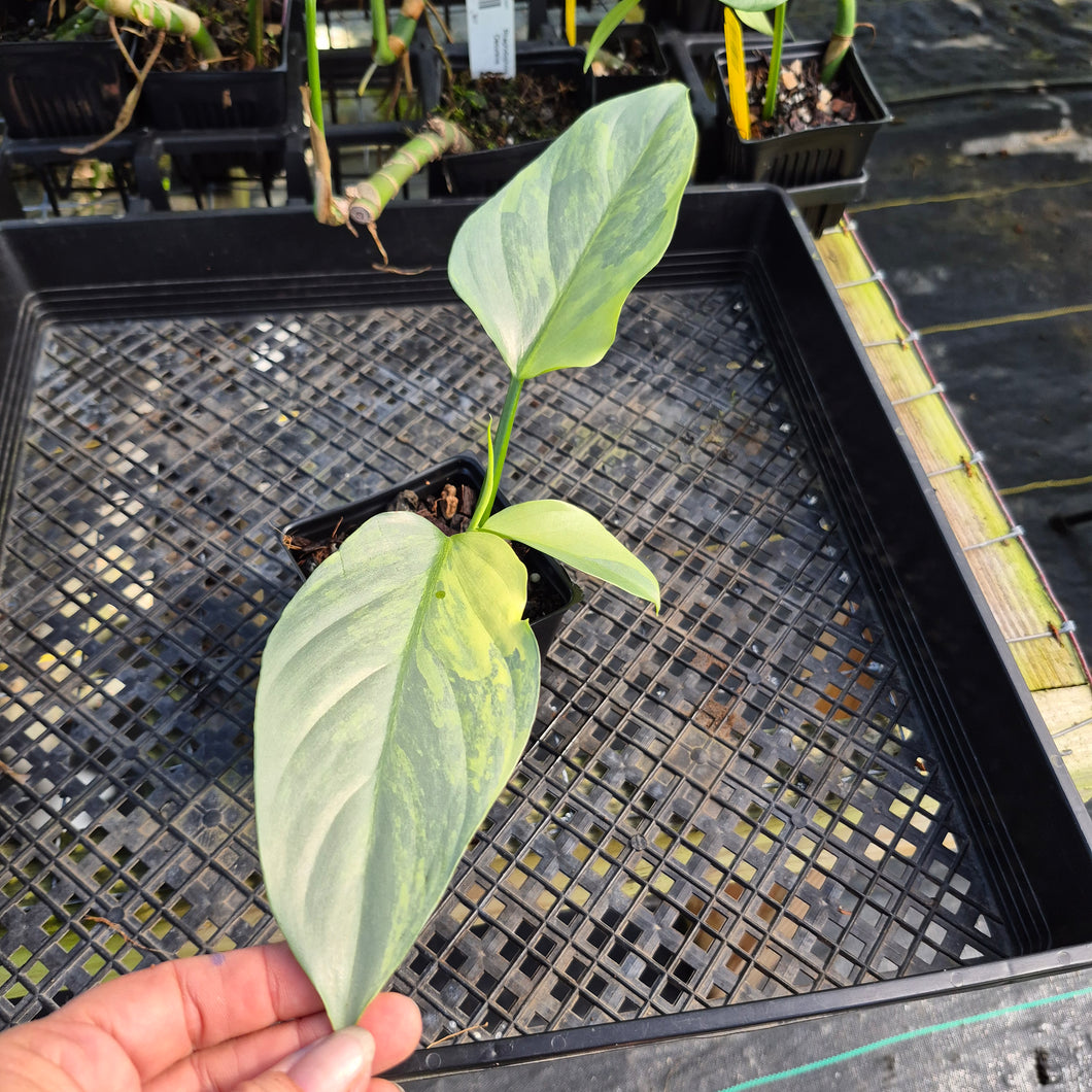 Philodendron Hastatum Silver Sword, Exact Plant Variegated Ships Nationwide