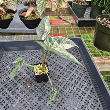 Load image into Gallery viewer, Alocasia Simpo Albo, Exact Plant, Ships Nationwide

