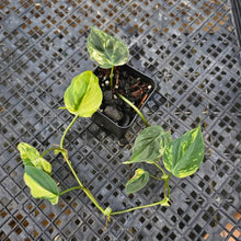Load image into Gallery viewer, Philodendron Hederaceum Micans Aurea, Exact Plant Variegated Ships Nationwide
