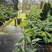 Load image into Gallery viewer, Epipremnum Pinnatum Marble, Exact Plant Variegated Ships Nationwide
