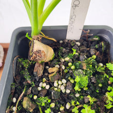 Load image into Gallery viewer, Philodendron Jose Buono, Exact Plant Variegated
