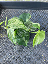 Load image into Gallery viewer, Philodendron Hederaceum, Heart Leaf, Variegated multi pot Ships Nationwide
