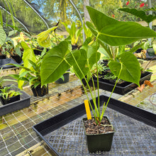 Load image into Gallery viewer, Anthurium Veronica, Green Speckled, Exact Plant
