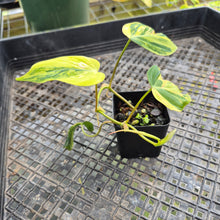 Load image into Gallery viewer, Philodendron Hederaceum Micans Aurea, Exact Plant Variegated Ships Nationwide
