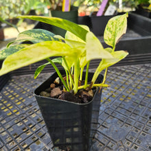 Load image into Gallery viewer, Epipremnum Pinnatum Sunburst, Exact Plant Variegated Ships Nationwide
