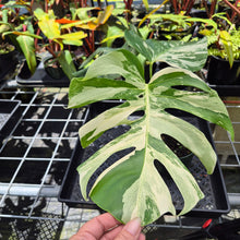 Load image into Gallery viewer, Monstera Borsigiana Albo Deliciosa, Exact Plant Variegated Ships Nationwide
