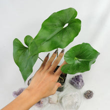 Load image into Gallery viewer, Anthurium Watermaliense 4&quot; pot, Fedex 2 day*
