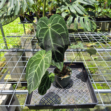 Load image into Gallery viewer, Anthurium Magnificum X Crystalinum AFF noid, exact plant, Fedex 2day*
