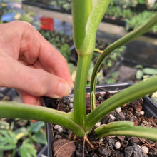 Load image into Gallery viewer, Philodendron Holtonianum variegated, Exact Plant Ships Nationwide
