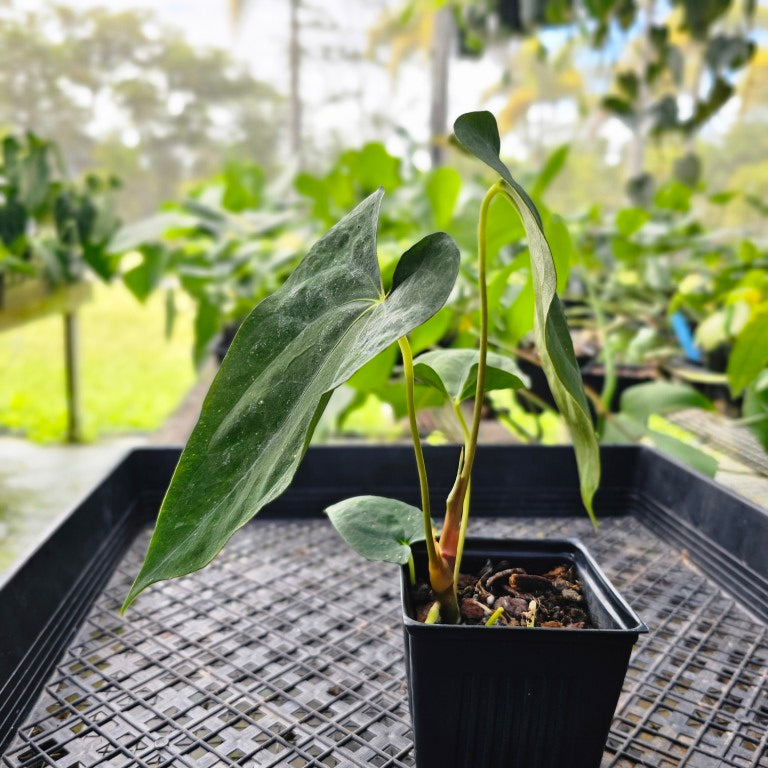 Anthurium Papillilaminum Fort Sherman X ( FS X Ralph Lynam), Ships