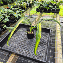 Load image into Gallery viewer, Philodendron Holtonianum Variegated 4" pot, Fedex 2day*
