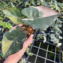 Load image into Gallery viewer, Alocasia Yucatan Princess Pink variegated 2.5" pot, Fedex 2day*
