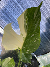 Load image into Gallery viewer, Monstera Deliciosa Creme Brulee variegated exact plant, Fedex 2day*

