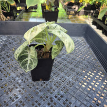 Load image into Gallery viewer, Alocasia Ninja Tricolor, Exact Plant Variegated Ships Nationwide
