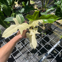 Load image into Gallery viewer, Philodendron Golden Dragon, Exact Plant Variegated

