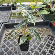 Load image into Gallery viewer, Alocasia polly snowflake variegated, Exact Plant Ships Nationwide.
