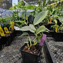 Load image into Gallery viewer, Philodendron Hastatum Silver Sword, Exact Plant Variegated Ships Nationwide
