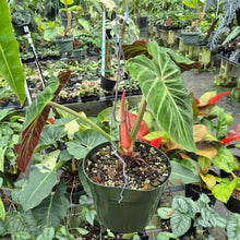 Load image into Gallery viewer, Philodendron Verrucosum Amazon Sunset exact plant, Fedex 2day*
