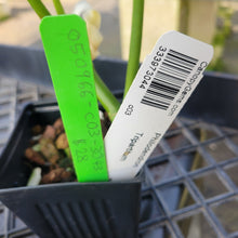 Load image into Gallery viewer, Philodendron Tripartitum, Exact Plant Ships Nationwide
