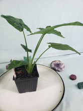 Load image into Gallery viewer, Schismatoglottis Neoguineensis, exact plant, Homalomena, ships nationwide
