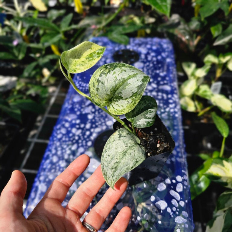 Scindapsus Peasun, Exact Plant Variegated Ships Nationwide