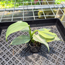 Load image into Gallery viewer, Philodendron Hastatum Silver Sword Variegated exact plant, Fedex 2day*
