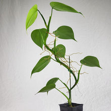 Load image into Gallery viewer, Philodendron Microstictum, Exact Plant
