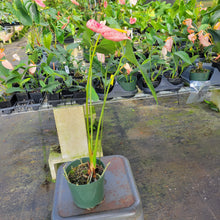 Load image into Gallery viewer, Anthurium Shibori, Exact Plant Variegated Ships Nationwide
